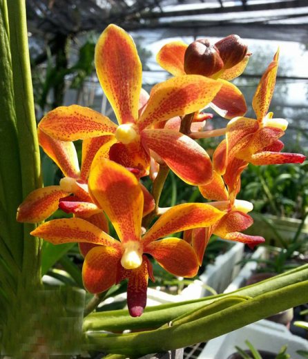 Paraphalaenopsis labukensis x Vanda denisoniana
