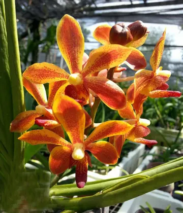 Paraphalaenopsis labukensis x Vanda denisoniana
