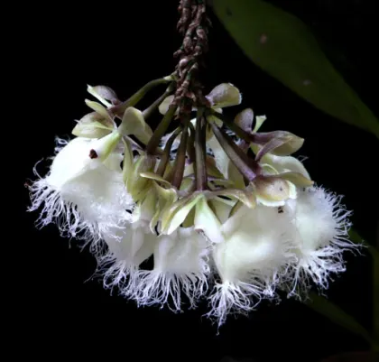 Epidendrum ilense