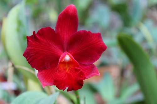 Hawkinsara Red Devil