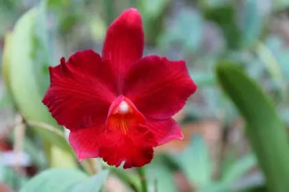 Hawkinsara Red Devil