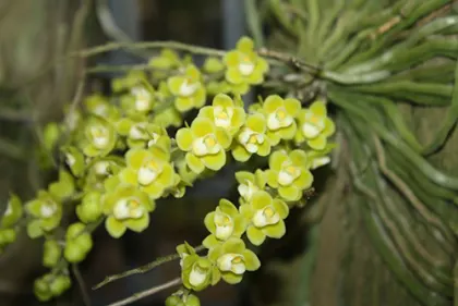 Chiloschista parishii