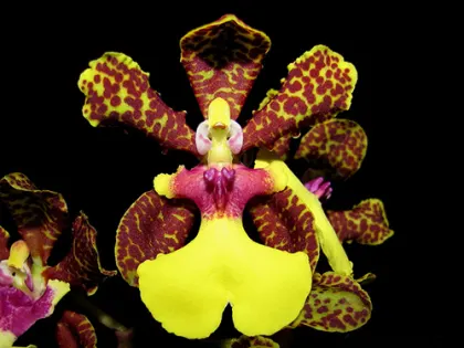 Oncidium Josephine x lanceanum