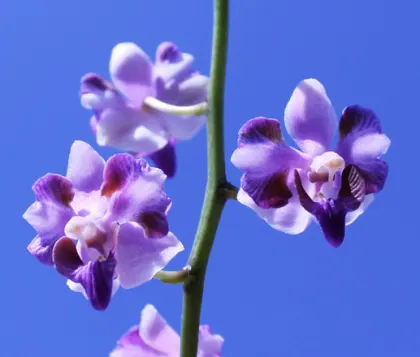 Doritis pulcherrima coerulea aquinii