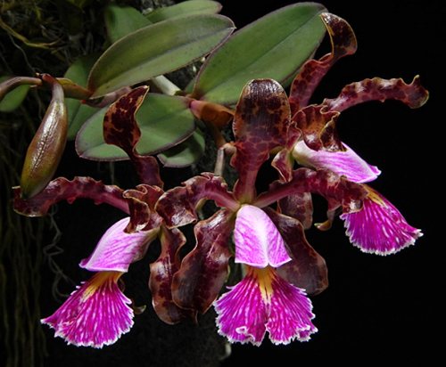 Cattleya schilleriana