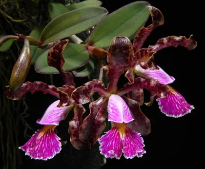 Cattleya schilleriana