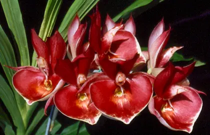 Catasetum Penang Jumbo Sweet Heart