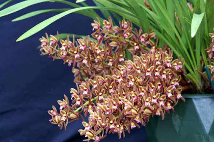 Cymbidium floribundum