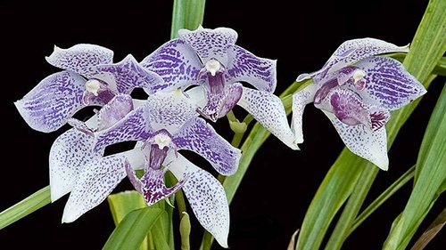 Pabanisia Blue Amazon