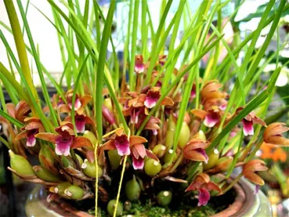 Maxillaria sanguinea