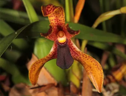 Maxillaria meleagris