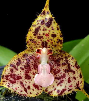 Dracula janetiae