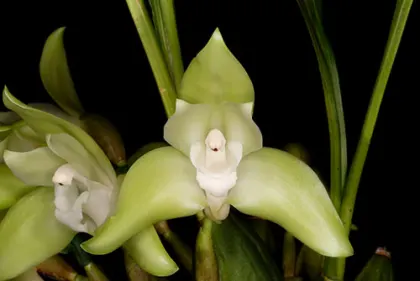 Lycaste linguella