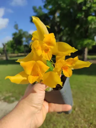 Lycaste macrobulbon