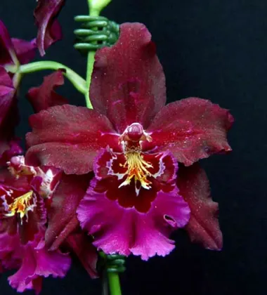 Odontioda Atahualpa