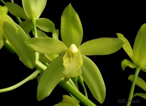 Grammatocymbidium Lovely Melody 'HK' (Cym. ensifolium x Gram. scriptum)