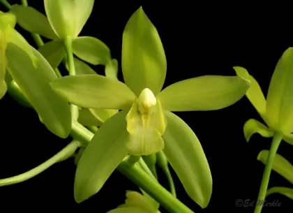 Grammatocymbidium Lovely Melody 'HK' (Cym. ensifolium x Gram. scriptum)