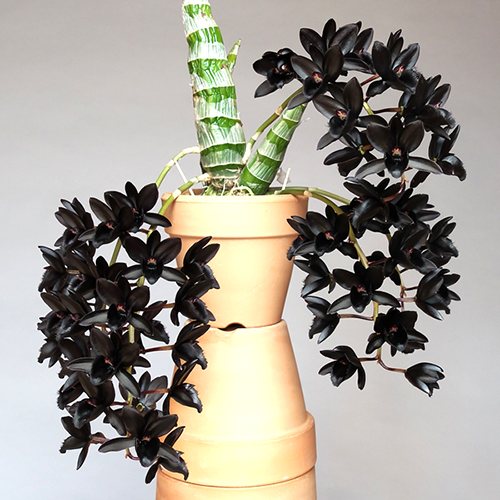 Fredclarkeara After Dark 'SVO Black Pearl'
