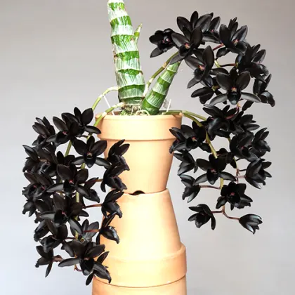 Fredclarkeara After Dark 'SVO Black Pearl'