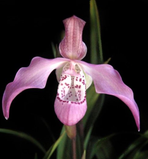Phragmipedium Peruflora's Angel (kovachii x richteri)