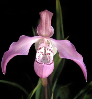 Phragmipedium Peruflora's Angel (kovachii x richteri)