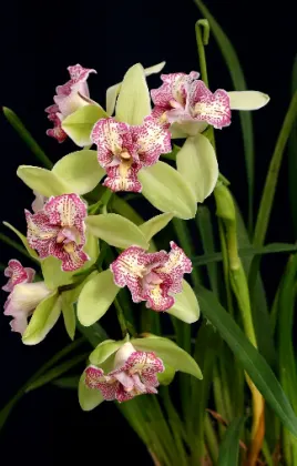 Cymbidium Green Valley Emerald 'Three Lip'