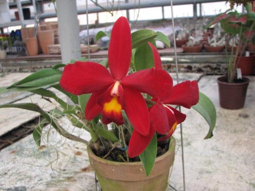 Sophrocattleya Wendy's Redstone 'Precious'