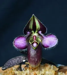 Paphiopedilum rungsuriyanum