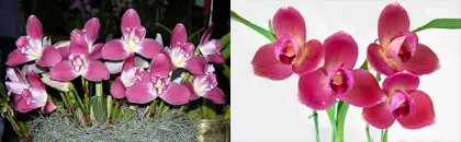 Lycaste Petit Devil (Rapsberry 'Red' x Chita Parade 'Red')