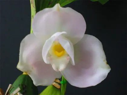 Lycaste John Ezzy (Shoalhaven Moriyama No1' x Koolena 'Elva') 2N x 4N