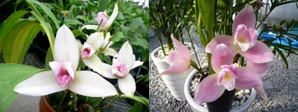 Lycaste Chita Carnival (skinneri 'Ipara' x John Ezzy 'Pink Star 4N')
