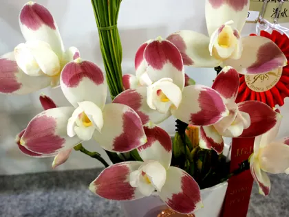 Lycaste Shugakuin