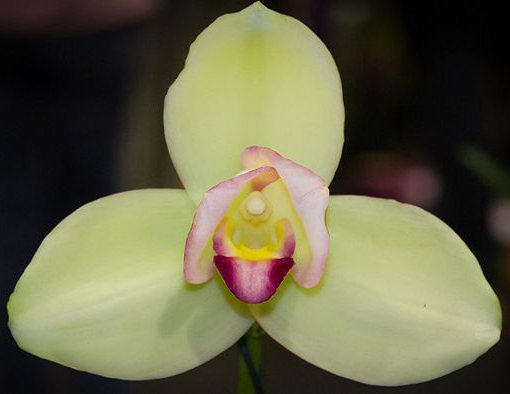 Lycaste Mount Hiei (Mount Hira x Shoalhaven 'Kobe')