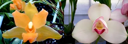 Lycaste Ninenzaka (cochleata x Shoalhaven 'Kyoto')