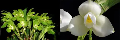 Lycaste Andromeda (nana x Sunray 'Odette')