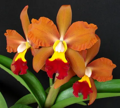 Brassolaeliocattleya Egyptian Queen 'Inner Fire'