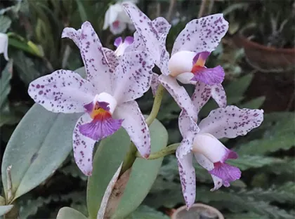 Cattleya amethystoglossa coerulea