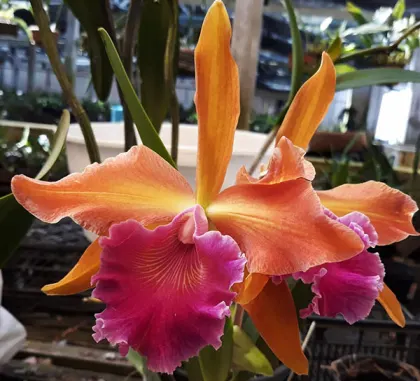 Laeliocattleya Luminosa (tenebrosa x dowiana)