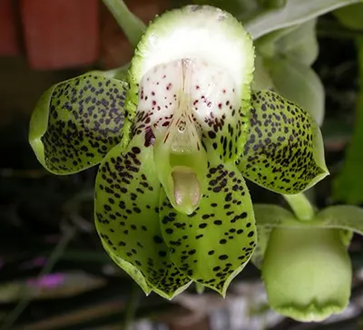 Catasetum atratum
