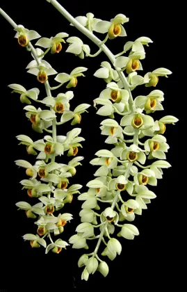 Catasetum complanatum
