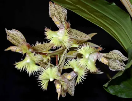 Catasetum fimbriatum var inconstans