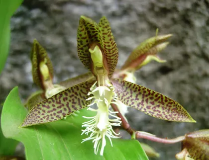 Catasetum lanciferum