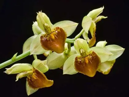 Catasetum (spitzii x spitzii strips)
