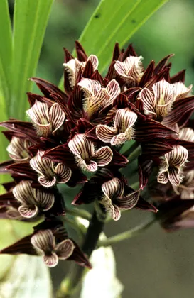 Mormodes morenoi