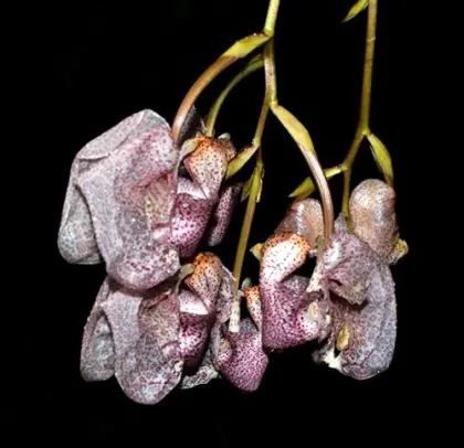 Coryanthes schmidtii