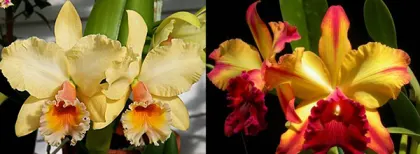 Brassolaeliocattleya George King x Toshie Aoki 'Carmela'