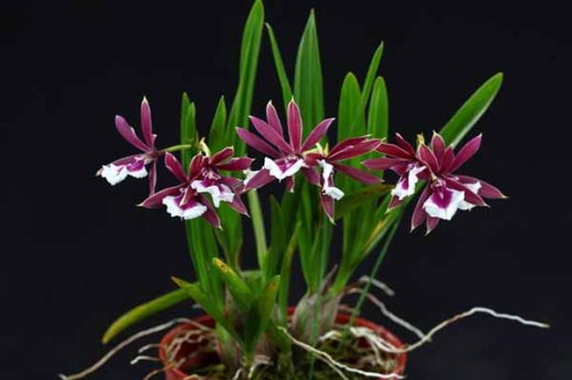 Epidendrum Chien Ya Smile 'K S' (Epi. polybulbon x E. cordigera)