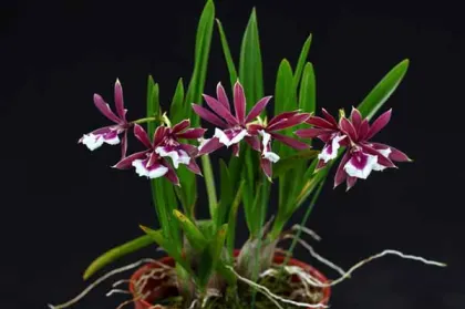 Epidendrum Chien Ya Smile 'K S' (Epi. polybulbon x E. cordigera)