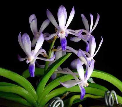 Neostylis Baby Angel