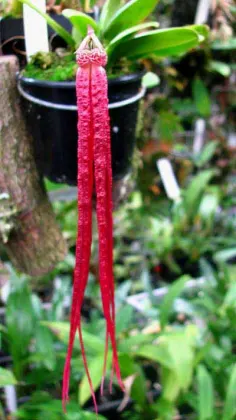 Bulbophyllum habrotinum